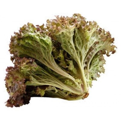 ALFACE FRISADA ROXA KG